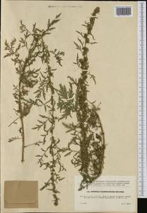 Artemisia tournefortiana Rchb., Western Europe (EUR) (Czech Republic)