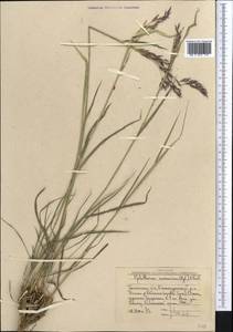 Piptatherum songaricum (Trin. & Rupr.) Roshev., Middle Asia, Western Tian Shan & Karatau (M3) (Uzbekistan)