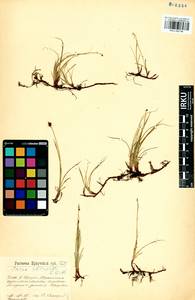 Carex obtusata Lilj., Siberia, Baikal & Transbaikal region (S4) (Russia)