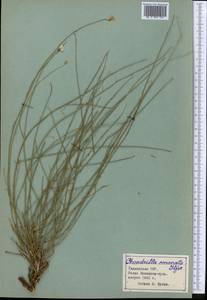 Chondrilla leiosperma Kar. & Kir., Middle Asia, Pamir & Pamiro-Alai (M2) (Tajikistan)