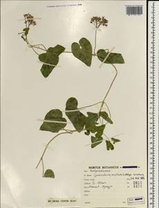 Cynanchum acutum L., South Asia, South Asia (Asia outside ex-Soviet states and Mongolia) (ASIA) (Iran)