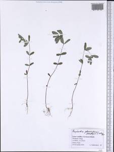 Euphorbia hypericifolia L., America (AMER) (Grenada)