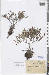 Goniolimon rubellum (S. G. Gmel.) Klokov, Middle Asia, Caspian Ustyurt & Northern Aralia (M8) (Kazakhstan)