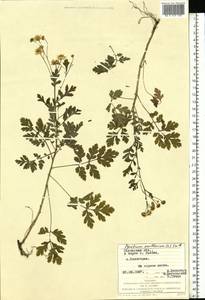 Tanacetum parthenium (L.) Sch. Bip., Eastern Europe, West Ukrainian region (E13) (Ukraine)