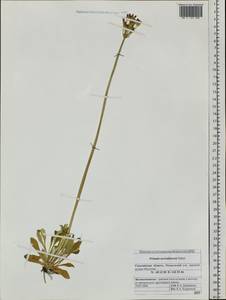 Primula modesta Bisset & Moore, Siberia, Russian Far East (S6) (Russia)