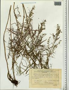Artemisia dracunculus L., Siberia, Central Siberia (S3) (Russia)