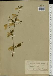 Zygophyllum fabago L., Caucasus, Black Sea Shore (from Novorossiysk to Adler) (K3) (Russia)