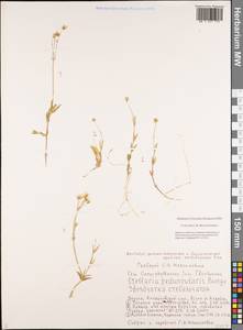 Stellaria peduncularis Bunge, Siberia, Yakutia (S5) (Russia)
