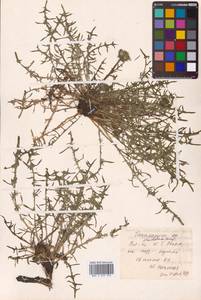 Taraxacum dissectum (Ledeb.) Ledeb., Siberia, Russian Far East (S6) (Russia)