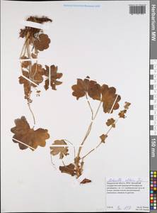 Alchemilla altaica Juz., Eastern Europe, Eastern region (E10) (Russia)