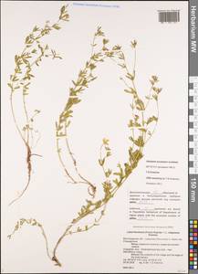 Lotus frondosus × stepposus, Eastern Europe, Lower Volga region (E9) (Russia)