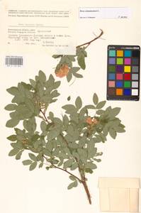 Rosa majalis Herrm., Eastern Europe, Lower Volga region (E9) (Russia)