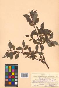 Salix taraikensis Kimura, Siberia, Russian Far East (S6) (Russia)