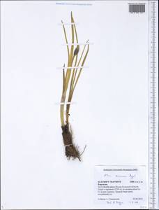 Allium semenovii Regel, Middle Asia, Northern & Central Tian Shan (M4) (Kyrgyzstan)