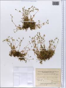 Dichodon cerastoides (L.) Rchb., Siberia, Western Siberia (S1) (Russia)