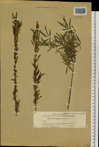 Salix miyabeana Seemen, Siberia, Baikal & Transbaikal region (S4) (Russia)