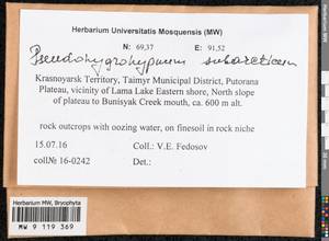 Pseudohygrohypnum subarcticum Fedosov & Ignatova, Bryophytes, Bryophytes - Krasnoyarsk Krai, Tyva & Khakassia (B17) (Russia)
