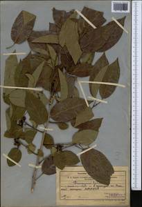 Diospyros lotus L., Middle Asia, Western Tian Shan & Karatau (M3) (Uzbekistan)