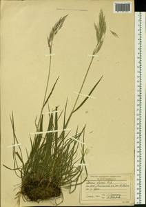 Bromus pumpellianus Scribn., Siberia, Yakutia (S5) (Russia)