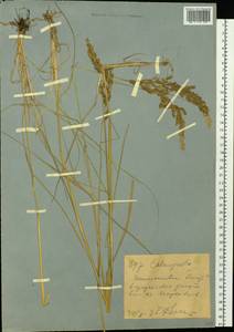 Calamagrostis, Siberia, Western (Kazakhstan) Altai Mountains (S2a) (Kazakhstan)