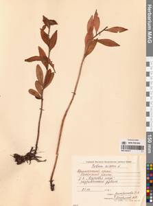 Phedimus aizoon (L.) 't Hart, Siberia, Russian Far East (S6) (Russia)