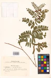 Vicia cassubica L., Eastern Europe, Moscow region (E4a) (Russia)