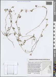 Hippocrepis constricta Kunze, South Asia, South Asia (Asia outside ex-Soviet states and Mongolia) (ASIA) (United Arab Emirates)