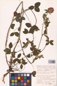 Trifolium pratense L., Eastern Europe, Lower Volga region (E9) (Russia)