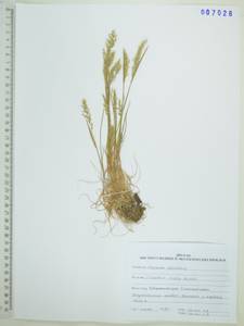 Koeleria spicata subsp. spicata, Siberia, Russian Far East (S6) (Russia)