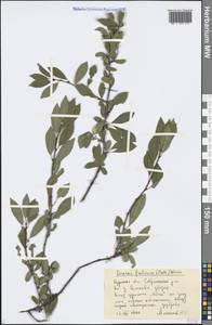 Prunus fruticosa Pall., Eastern Europe, Central forest-and-steppe region (E6) (Russia)