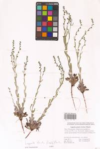 Lappula stricta (Ledeb.) Gürke, Eastern Europe, Lower Volga region (E9) (Russia)