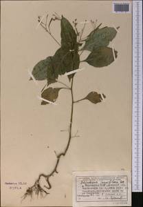 Impatiens parviflora DC., Middle Asia, Northern & Central Tian Shan (M4) (Kyrgyzstan)