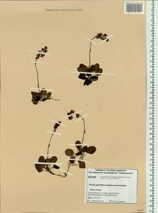 Pyrola asarifolia subsp. incarnata (DC.) A. E. Murray, Siberia, Central Siberia (S3) (Russia)