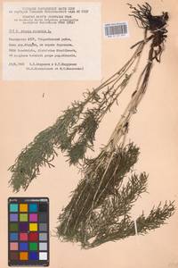 Adonis vernalis L., Eastern Europe, Eastern region (E10) (Russia)