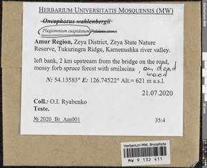 Plagiomnium cuspidatum (Hedw.) T.J. Kop., Bryophytes, Bryophytes - Russian Far East (excl. Chukotka & Kamchatka) (B20) (Russia)