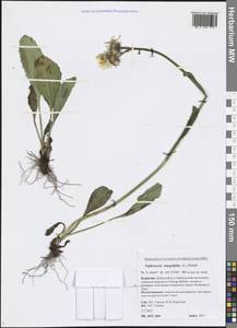 Tephroseris integrifolia (L.) Holub, Siberia, Baikal & Transbaikal region (S4) (Russia)