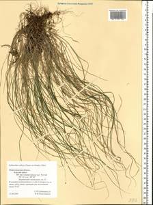 Schizachne purpurascens subsp. callosa (Turcz. ex Griseb.) T.Koyama & Kawano, Eastern Europe, Volga-Kama region (E7) (Russia)