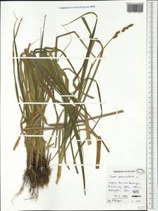 Carex paniculata L., Western Europe (EUR) (Hungary)