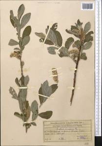 Salix cinerea L., Middle Asia, Western Tian Shan & Karatau (M3) (Kazakhstan)