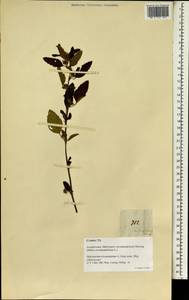 Malvastrum coromandelianum subsp. coromandelianum, South Asia, South Asia (Asia outside ex-Soviet states and Mongolia) (ASIA) (Philippines)