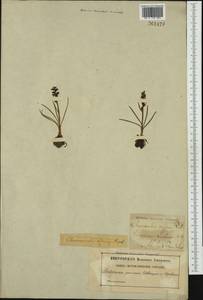 Chamorchis alpina (L.) Rich., Western Europe (EUR) (Sweden)