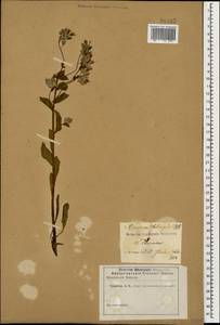 Rindera tetraspis (Pall.) L'Hér. ex DC. & A. DC., Caucasus (no precise locality) (K0)