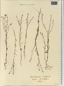 Euploca strigosa (Willd.) Diane & Hilger, Africa (AFR) (Mali)