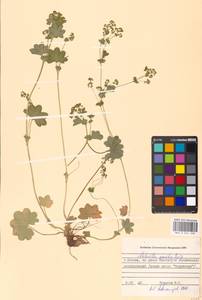 Alchemilla micans Buser, Eastern Europe, Moscow region (E4a) (Russia)