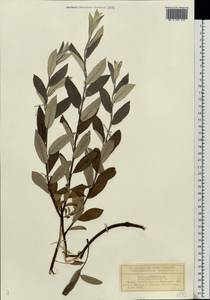 Salix lapponum L., Eastern Europe, Volga-Kama region (E7) (Russia)