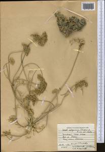 Libanotis calycina Korov., Middle Asia, Western Tian Shan & Karatau (M3) (Uzbekistan)