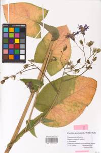 Lactuca macrophylla, Eastern Europe, Western region (E3) (Russia)