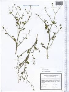 Heliotropium, Middle Asia, Pamir & Pamiro-Alai (M2) (Uzbekistan)