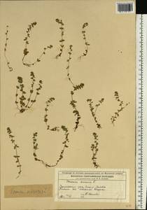 Veronica arvensis L., Eastern Europe, Moscow region (E4a) (Russia)