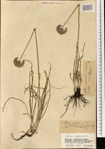 Allium austrosibiricum N.Friesen, Mongolia (MONG) (Mongolia)